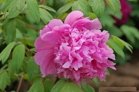 菱（凌）花晓翠牡丹(图2)