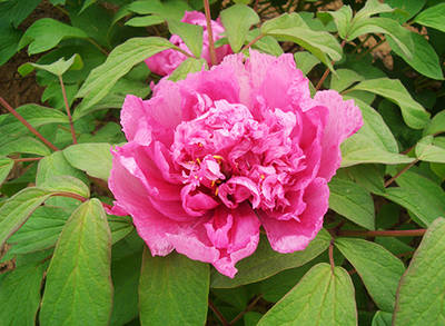 菱（凌）花晓翠牡丹(图4)