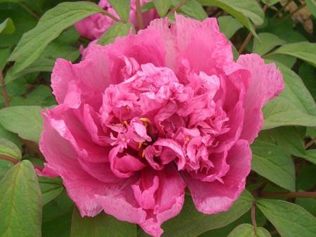 菱（凌）花晓翠牡丹(图3)