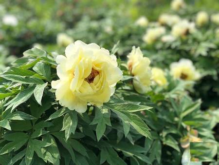黄花葵牡丹(图6)