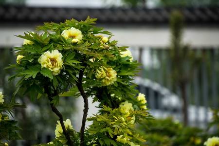 黄花葵牡丹(图3)