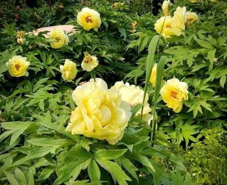 黄花葵牡丹(图7)