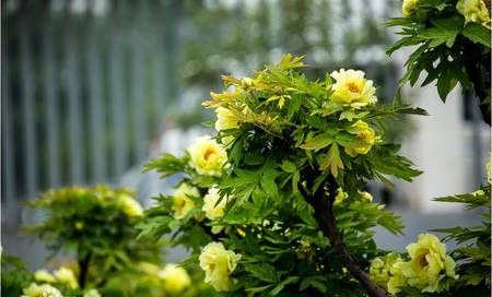 黄花葵牡丹(图2)