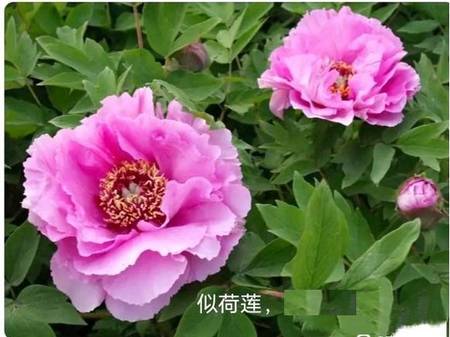 似荷莲牡丹(图6)