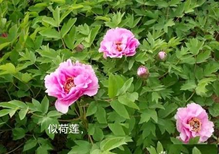 似荷莲牡丹(图5)