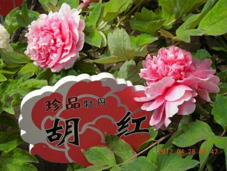 胡红牡丹(图3)