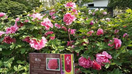 胡红牡丹(图4)