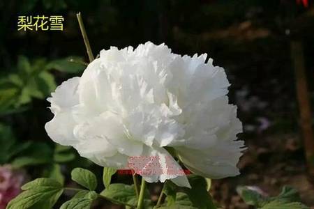 梨花雪牡丹(图2)