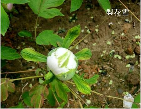 梨花雪牡丹(图3)