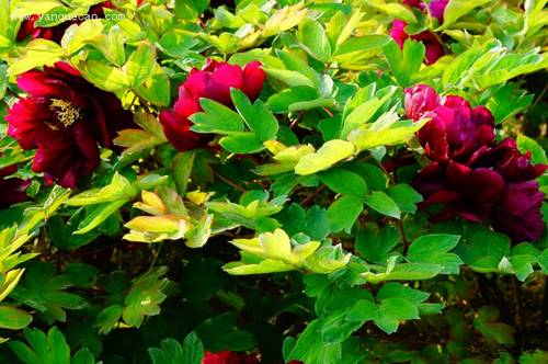 黑花魁牡丹(图3)