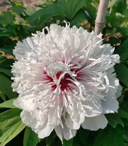 奇花异彩牡丹(图3)