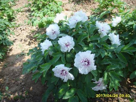 奇花异彩牡丹(图2)