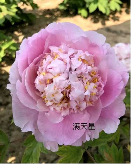 满天星牡丹(图6)