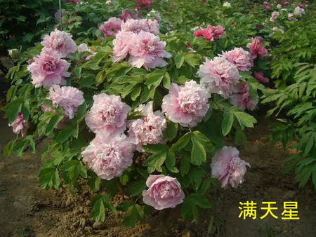 满天星牡丹(图4)