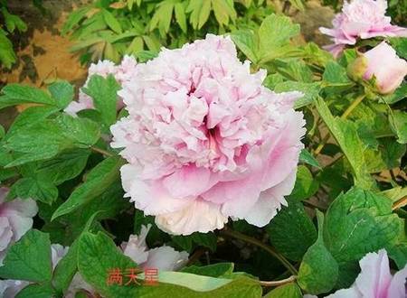 满天星牡丹(图5)