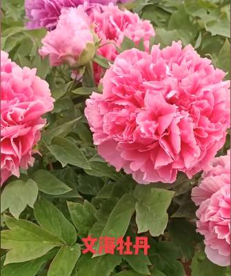 文海牡丹(图4)