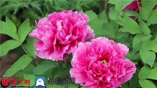 文海牡丹(图2)
