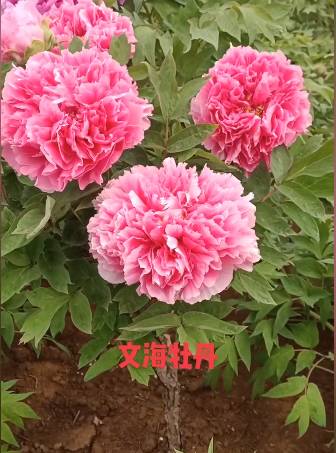 文海牡丹(图3)