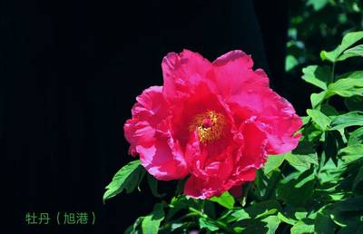 旭港牡丹(图4)