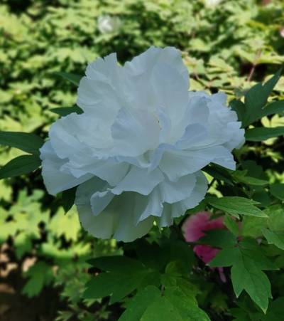 香玉牡丹(图5)