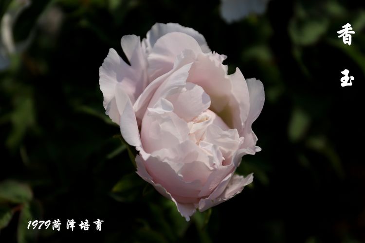 香玉牡丹(图2)