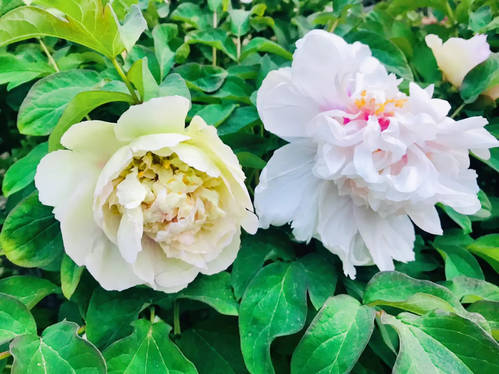荷花绿牡丹(图2)