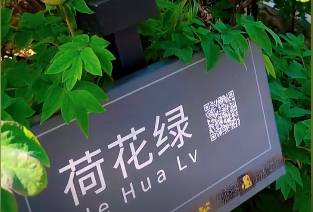荷花绿牡丹(图3)