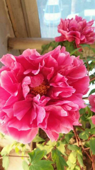 花王牡丹(图2)