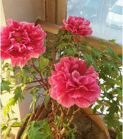 花王牡丹(图3)