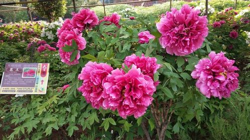 花王牡丹