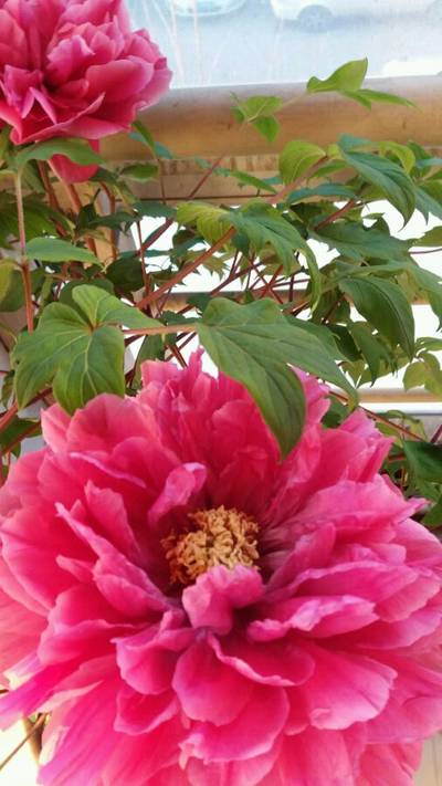花王牡丹(图5)
