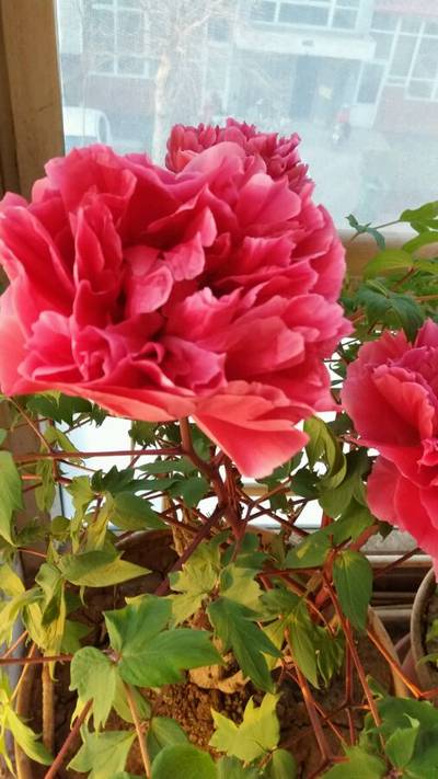 花王牡丹(图4)