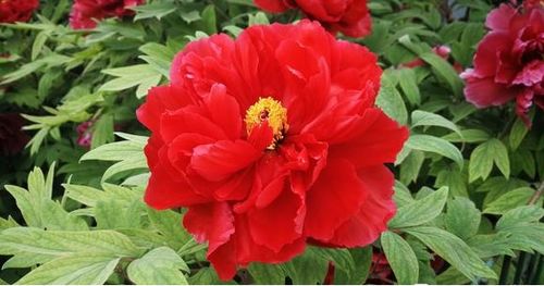 芳纪牡丹(图3)