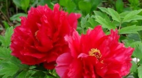 芳纪牡丹(图6)