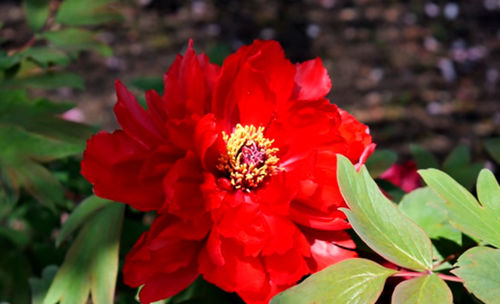 芳纪牡丹(图2)