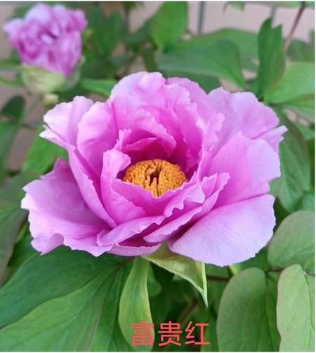 富贵红牡丹
