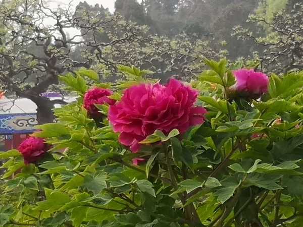 首案红牡丹(图6)