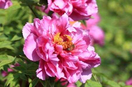 牡丹花有几种颜色，牡丹有什么颜色(图3)