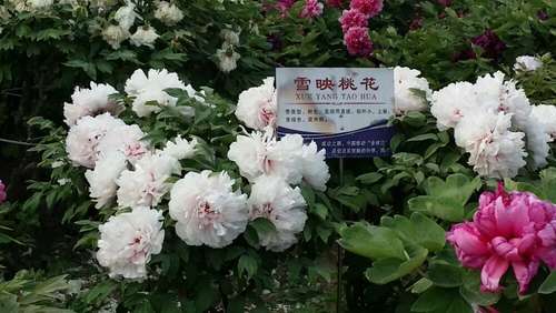 适宜南方种植的牡丹品种有哪些？(图3)