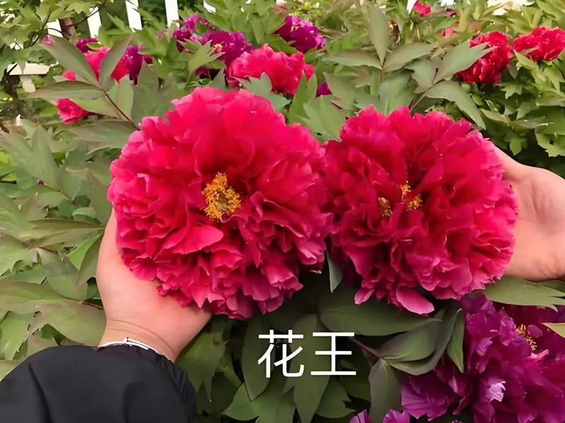 牡丹花王与洛阳红区别(图2)