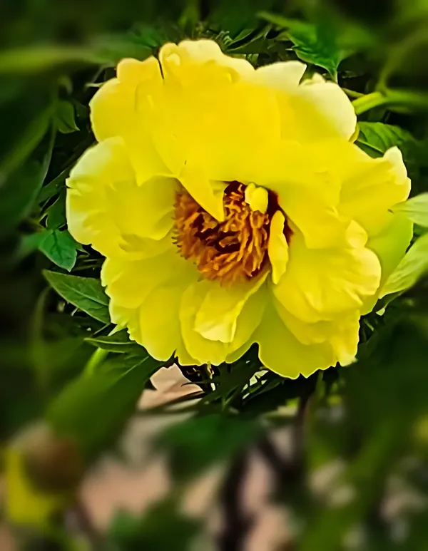 菏泽牡丹花会：一个花友眼中的三十三年花开花落