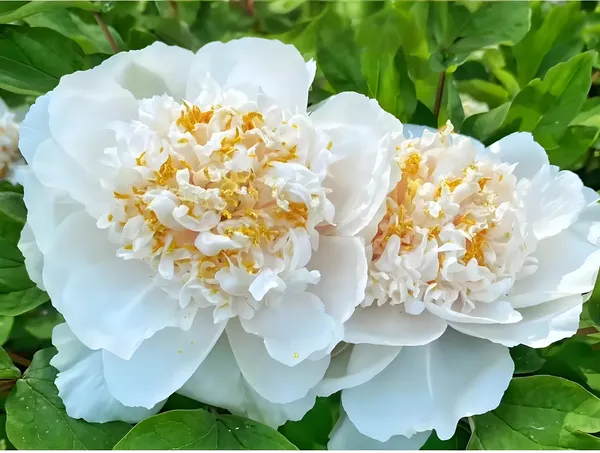 菏泽牡丹花会：一个花友眼中的三十三年花开花落(图2)