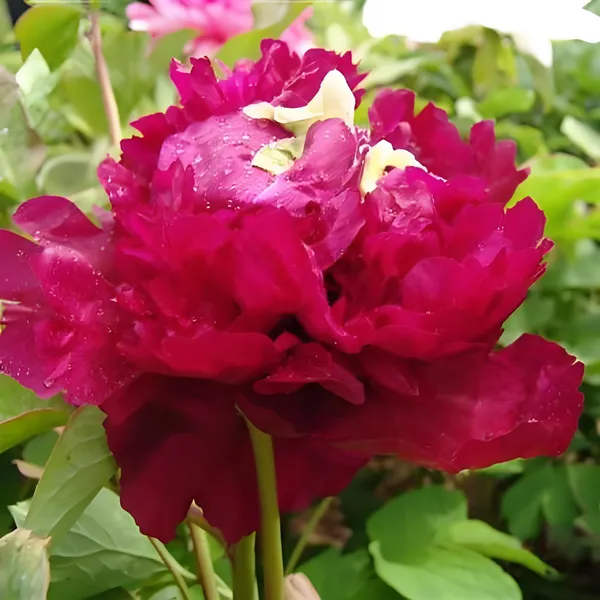 菏泽牡丹花会：一个花友眼中的三十三年花开花落(图4)