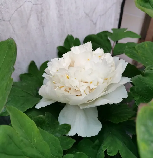 菏泽牡丹花会：一个花友眼中的三十三年花开花落(图6)