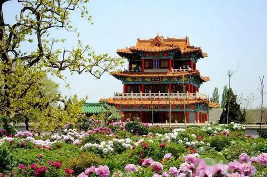 曹州牡丹园(图2)