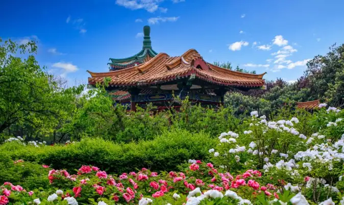2025年菏泽牡丹花会时间(图3)