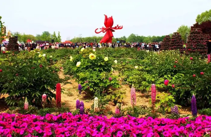 菏泽有几个牡丹园，哪个比较好？(图1)