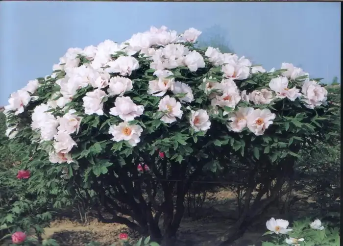 菏泽有几个牡丹园，哪个比较好？(图6)