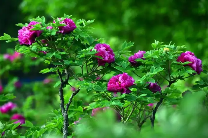 菏泽有几个牡丹园，哪个比较好？(图9)