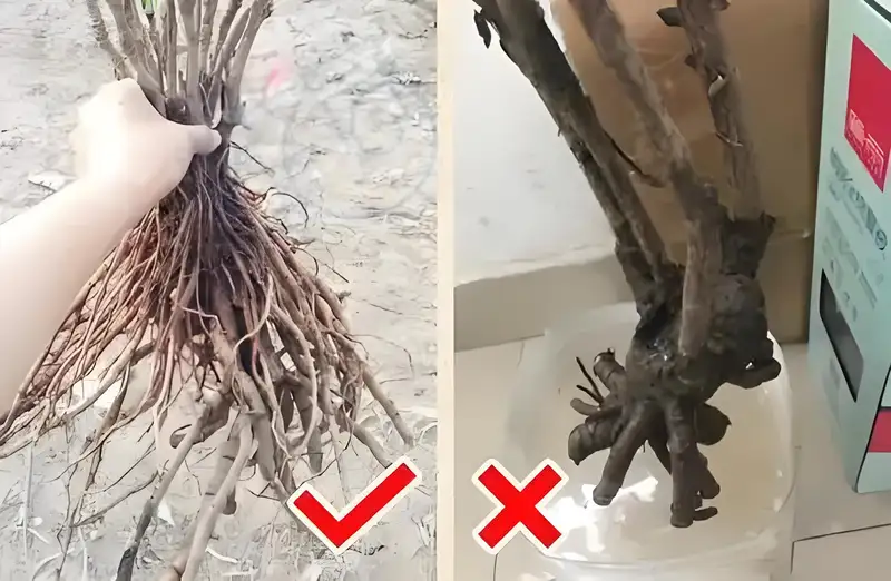 买牡丹怎么样才会不被骗？ 牡丹防骗手册(图2)